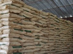 Gobierno Regional adquiere 120 toneladas de guano de islas para la producción de pasturas