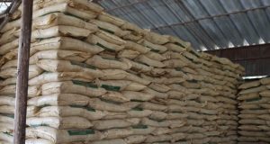 Gobierno Regional adquiere 120 toneladas de guano de islas para la producción de pasturas