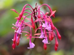 𝐒𝐄 𝐑𝐄𝐆𝐈𝐒𝐓𝐑𝐀 𝐄𝐒𝐏𝐄𝐂𝐈𝐄 𝐔́𝐍𝐈𝐂𝐀 𝐃𝐄 𝐎𝐑𝐐𝐔𝐈́𝐃𝐄𝐀 𝐄𝐍 𝐄𝐋 𝐀́𝐑𝐄𝐀 𝐃𝐄 𝐂𝐎𝐍𝐒𝐄𝐑𝐕𝐀𝐂𝐈𝐎́𝐍 𝐑𝐄𝐆𝐈𝐎𝐍𝐀𝐋 𝐁𝐎𝐒𝐐𝐔𝐄𝐒 𝐄𝐋 𝐂𝐇𝐀𝐔𝐏𝐄, 𝐂𝐔𝐍𝐈́𝐀 𝐘 𝐂𝐇𝐈𝐍𝐂𝐇𝐈𝐐𝐔𝐈𝐋𝐋𝐀