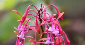 𝐒𝐄 𝐑𝐄𝐆𝐈𝐒𝐓𝐑𝐀 𝐄𝐒𝐏𝐄𝐂𝐈𝐄 𝐔́𝐍𝐈𝐂𝐀 𝐃𝐄 𝐎𝐑𝐐𝐔𝐈́𝐃𝐄𝐀 𝐄𝐍 𝐄𝐋 𝐀́𝐑𝐄𝐀 𝐃𝐄 𝐂𝐎𝐍𝐒𝐄𝐑𝐕𝐀𝐂𝐈𝐎́𝐍 𝐑𝐄𝐆𝐈𝐎𝐍𝐀𝐋 𝐁𝐎𝐒𝐐𝐔𝐄𝐒 𝐄𝐋 𝐂𝐇𝐀𝐔𝐏𝐄, 𝐂𝐔𝐍𝐈́𝐀 𝐘 𝐂𝐇𝐈𝐍𝐂𝐇𝐈𝐐𝐔𝐈𝐋𝐋𝐀