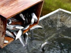 𝐏𝐞𝐫𝐮𝐚𝐧𝐨𝐬 𝐩𝐫𝐨𝐝𝐮𝐜𝐞𝐧 𝐚𝐥𝐢𝐦𝐞𝐧𝐭𝐨𝐬 𝐫𝐢𝐜𝐨𝐬 𝐞𝐧 𝐩𝐫𝐨𝐭𝐞𝐢́𝐧𝐚𝐬 𝐩𝐚𝐫𝐚 𝐩𝐞𝐜𝐞𝐬 𝐚 𝐩𝐚𝐫𝐭𝐢𝐫 𝐝𝐞 𝐥𝐚𝐫𝐯𝐚𝐬 𝐝𝐞 𝐦𝐨𝐬𝐜𝐚 𝐬𝐨𝐥𝐝𝐚𝐝𝐨