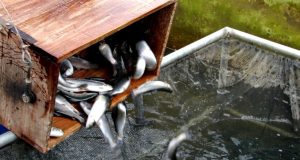 𝐏𝐞𝐫𝐮𝐚𝐧𝐨𝐬 𝐩𝐫𝐨𝐝𝐮𝐜𝐞𝐧 𝐚𝐥𝐢𝐦𝐞𝐧𝐭𝐨𝐬 𝐫𝐢𝐜𝐨𝐬 𝐞𝐧 𝐩𝐫𝐨𝐭𝐞𝐢́𝐧𝐚𝐬 𝐩𝐚𝐫𝐚 𝐩𝐞𝐜𝐞𝐬 𝐚 𝐩𝐚𝐫𝐭𝐢𝐫 𝐝𝐞 𝐥𝐚𝐫𝐯𝐚𝐬 𝐝𝐞 𝐦𝐨𝐬𝐜𝐚 𝐬𝐨𝐥𝐝𝐚𝐝𝐨