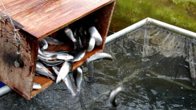 𝐏𝐞𝐫𝐮𝐚𝐧𝐨𝐬 𝐩𝐫𝐨𝐝𝐮𝐜𝐞𝐧 𝐚𝐥𝐢𝐦𝐞𝐧𝐭𝐨𝐬 𝐫𝐢𝐜𝐨𝐬 𝐞𝐧 𝐩𝐫𝐨𝐭𝐞𝐢́𝐧𝐚𝐬 𝐩𝐚𝐫𝐚 𝐩𝐞𝐜𝐞𝐬 𝐚 𝐩𝐚𝐫𝐭𝐢𝐫 𝐝𝐞 𝐥𝐚𝐫𝐯𝐚𝐬 𝐝𝐞 𝐦𝐨𝐬𝐜𝐚 𝐬𝐨𝐥𝐝𝐚𝐝𝐨