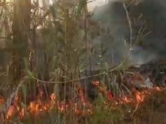 INCENDIO FORESTAL AFECTA BOSQUE DE PINOS EN LA COMUNIDAD DE COCHOPAMPA.