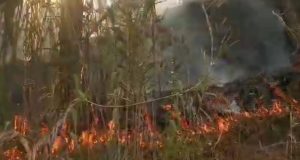 INCENDIO FORESTAL AFECTA BOSQUE DE PINOS EN LA COMUNIDAD DE COCHOPAMPA.