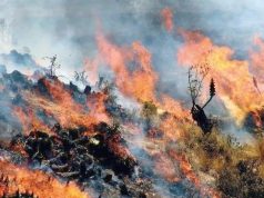 𝐀́𝐍𝐂𝐀𝐒𝐇: 𝐈𝐍𝐂𝐄𝐍𝐃𝐈𝐎 𝐅𝐎𝐑𝐄𝐒𝐓𝐀𝐋 𝐂𝐎𝐍𝐒𝐔𝐌𝐄 𝐀𝐋𝐑𝐄𝐃𝐄𝐃𝐎𝐑 𝐃𝐄 𝟐𝟖𝟎 𝐇𝐄𝐂𝐓𝐀́𝐑𝐄𝐀𝐒 𝐄𝐍 𝐃𝐈𝐒𝐓𝐑𝐈𝐓𝐎 𝐃𝐄 𝐘𝐀́𝐍𝐀𝐂