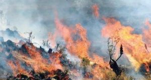 𝐀́𝐍𝐂𝐀𝐒𝐇: 𝐈𝐍𝐂𝐄𝐍𝐃𝐈𝐎 𝐅𝐎𝐑𝐄𝐒𝐓𝐀𝐋 𝐂𝐎𝐍𝐒𝐔𝐌𝐄 𝐀𝐋𝐑𝐄𝐃𝐄𝐃𝐎𝐑 𝐃𝐄 𝟐𝟖𝟎 𝐇𝐄𝐂𝐓𝐀́𝐑𝐄𝐀𝐒 𝐄𝐍 𝐃𝐈𝐒𝐓𝐑𝐈𝐓𝐎 𝐃𝐄 𝐘𝐀́𝐍𝐀𝐂