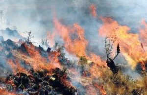 𝐀́𝐍𝐂𝐀𝐒𝐇: 𝐈𝐍𝐂𝐄𝐍𝐃𝐈𝐎 𝐅𝐎𝐑𝐄𝐒𝐓𝐀𝐋 𝐂𝐎𝐍𝐒𝐔𝐌𝐄 𝐀𝐋𝐑𝐄𝐃𝐄𝐃𝐎𝐑 𝐃𝐄 𝟐𝟖𝟎 𝐇𝐄𝐂𝐓𝐀́𝐑𝐄𝐀𝐒 𝐄𝐍 𝐃𝐈𝐒𝐓𝐑𝐈𝐓𝐎 𝐃𝐄 𝐘𝐀́𝐍𝐀𝐂