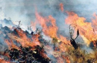 𝐀́𝐍𝐂𝐀𝐒𝐇: 𝐈𝐍𝐂𝐄𝐍𝐃𝐈𝐎 𝐅𝐎𝐑𝐄𝐒𝐓𝐀𝐋 𝐂𝐎𝐍𝐒𝐔𝐌𝐄 𝐀𝐋𝐑𝐄𝐃𝐄𝐃𝐎𝐑 𝐃𝐄 𝟐𝟖𝟎 𝐇𝐄𝐂𝐓𝐀́𝐑𝐄𝐀𝐒 𝐄𝐍 𝐃𝐈𝐒𝐓𝐑𝐈𝐓𝐎 𝐃𝐄 𝐘𝐀́𝐍𝐀𝐂