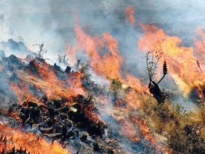 𝐀́𝐍𝐂𝐀𝐒𝐇: 𝐈𝐍𝐂𝐄𝐍𝐃𝐈𝐎 𝐅𝐎𝐑𝐄𝐒𝐓𝐀𝐋 𝐂𝐎𝐍𝐒𝐔𝐌𝐄 𝐀𝐋𝐑𝐄𝐃𝐄𝐃𝐎𝐑 𝐃𝐄 𝟐𝟖𝟎 𝐇𝐄𝐂𝐓𝐀́𝐑𝐄𝐀𝐒 𝐄𝐍 𝐃𝐈𝐒𝐓𝐑𝐈𝐓𝐎 𝐃𝐄 𝐘𝐀́𝐍𝐀𝐂