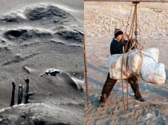 𝐇𝐀𝐋𝐋𝐀𝐙𝐆𝐎 𝐇𝐈𝐒𝐓𝐎́𝐑𝐈𝐂𝐎 𝐄𝐍 𝐈𝐂𝐀: 𝐃𝐄𝐒𝐂𝐔𝐁𝐑𝐄𝐍 𝐑𝐄𝐒𝐓𝐎𝐒 𝐃𝐄𝐋 𝐀𝐍𝐈𝐌𝐀𝐋 𝐌𝐀́𝐒 𝐏𝐄𝐒𝐀𝐃𝐎 𝐐𝐔𝐄 𝐇𝐀 𝐕𝐈𝐕𝐈𝐃𝐎 𝐄𝐍 𝐋𝐀 𝐓𝐈𝐄𝐑𝐑𝐀.