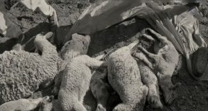 CONMOCIÓN EN APURÍMAC: ENCUENTRAN MÁS DE 30 OVEJAS MUERTAS SIN OJOS Y CON PERFORACIONES EN SUS CRÁNEOS