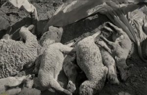 CONMOCIÓN EN APURÍMAC: ENCUENTRAN MÁS DE 30 OVEJAS MUERTAS SIN OJOS Y CON PERFORACIONES EN SUS CRÁNEOS