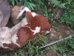 𝐀𝐑𝐑𝐎𝐉𝐀𝐍 𝐆𝐀𝐍𝐀𝐃𝐎 𝐕𝐀𝐂𝐔𝐍𝐎 𝐌𝐔𝐄𝐑𝐓𝐎 𝐀 𝐔𝐍𝐀 𝐐𝐔𝐄𝐁𝐑𝐀𝐃𝐀 𝐘 𝐂𝐎𝐍𝐓𝐀𝐌𝐈𝐍𝐀𝐍 𝐀𝐆𝐔𝐀𝐒 𝐄𝐍 𝐄𝐋 𝐃𝐈𝐒𝐓𝐑𝐈𝐓𝐎 𝐃𝐄 𝐒𝐀𝐍 𝐀𝐍𝐃𝐑𝐄́𝐒.