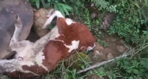 𝐀𝐑𝐑𝐎𝐉𝐀𝐍 𝐆𝐀𝐍𝐀𝐃𝐎 𝐕𝐀𝐂𝐔𝐍𝐎 𝐌𝐔𝐄𝐑𝐓𝐎 𝐀 𝐔𝐍𝐀 𝐐𝐔𝐄𝐁𝐑𝐀𝐃𝐀 𝐘 𝐂𝐎𝐍𝐓𝐀𝐌𝐈𝐍𝐀𝐍 𝐀𝐆𝐔𝐀𝐒 𝐄𝐍 𝐄𝐋 𝐃𝐈𝐒𝐓𝐑𝐈𝐓𝐎 𝐃𝐄 𝐒𝐀𝐍 𝐀𝐍𝐃𝐑𝐄́𝐒.