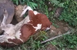 𝐀𝐑𝐑𝐎𝐉𝐀𝐍 𝐆𝐀𝐍𝐀𝐃𝐎 𝐕𝐀𝐂𝐔𝐍𝐎 𝐌𝐔𝐄𝐑𝐓𝐎 𝐀 𝐔𝐍𝐀 𝐐𝐔𝐄𝐁𝐑𝐀𝐃𝐀 𝐘 𝐂𝐎𝐍𝐓𝐀𝐌𝐈𝐍𝐀𝐍 𝐀𝐆𝐔𝐀𝐒 𝐄𝐍 𝐄𝐋 𝐃𝐈𝐒𝐓𝐑𝐈𝐓𝐎 𝐃𝐄 𝐒𝐀𝐍 𝐀𝐍𝐃𝐑𝐄́𝐒.