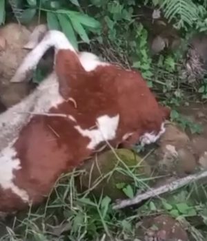 𝐀𝐑𝐑𝐎𝐉𝐀𝐍 𝐆𝐀𝐍𝐀𝐃𝐎 𝐕𝐀𝐂𝐔𝐍𝐎 𝐌𝐔𝐄𝐑𝐓𝐎 𝐀 𝐔𝐍𝐀 𝐐𝐔𝐄𝐁𝐑𝐀𝐃𝐀 𝐘 𝐂𝐎𝐍𝐓𝐀𝐌𝐈𝐍𝐀𝐍 𝐀𝐆𝐔𝐀𝐒 𝐄𝐍 𝐄𝐋 𝐃𝐈𝐒𝐓𝐑𝐈𝐓𝐎 𝐃𝐄 𝐒𝐀𝐍 𝐀𝐍𝐃𝐑𝐄́𝐒.