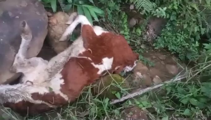 𝐀𝐑𝐑𝐎𝐉𝐀𝐍 𝐆𝐀𝐍𝐀𝐃𝐎 𝐕𝐀𝐂𝐔𝐍𝐎 𝐌𝐔𝐄𝐑𝐓𝐎 𝐀 𝐔𝐍𝐀 𝐐𝐔𝐄𝐁𝐑𝐀𝐃𝐀 𝐘 𝐂𝐎𝐍𝐓𝐀𝐌𝐈𝐍𝐀𝐍 𝐀𝐆𝐔𝐀𝐒 𝐄𝐍 𝐄𝐋 𝐃𝐈𝐒𝐓𝐑𝐈𝐓𝐎 𝐃𝐄 𝐒𝐀𝐍 𝐀𝐍𝐃𝐑𝐄́𝐒.