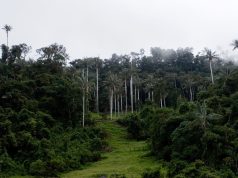 HISTORIA: ¿CUÁL ES LA PRIMERA ÁREA NATURAL PROTEGIDA CREADA EN EL PERÚ?