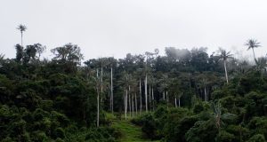 HISTORIA: ¿CUÁL ES LA PRIMERA ÁREA NATURAL PROTEGIDA CREADA EN EL PERÚ?