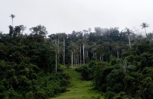 HISTORIA: ¿CUÁL ES LA PRIMERA ÁREA NATURAL PROTEGIDA CREADA EN EL PERÚ?