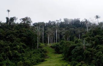 HISTORIA: ¿CUÁL ES LA PRIMERA ÁREA NATURAL PROTEGIDA CREADA EN EL PERÚ?