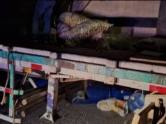 PIURA: ASALTAN TRAILER Y ROBAN 500 SACOS DE LIMONES «PREMIUN»