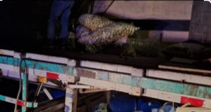 PIURA: ASALTAN TRAILER Y ROBAN 500 SACOS DE LIMONES «PREMIUN»