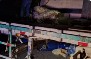 PIURA: ASALTAN TRAILER Y ROBAN 500 SACOS DE LIMONES «PREMIUN»