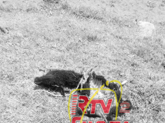 CHALAMARCA: DENUNCIAN MUERTE DE ANIMALES EN CIRCUNSTANCIAS EXTRAÑAS
