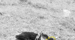 CHALAMARCA: DENUNCIAN MUERTE DE ANIMALES EN CIRCUNSTANCIAS EXTRAÑAS