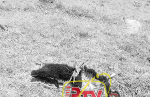 CHALAMARCA: DENUNCIAN MUERTE DE ANIMALES EN CIRCUNSTANCIAS EXTRAÑAS