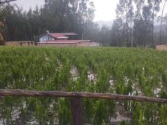 SAN MARCOS: GRANIZADA Y LLUVIA AFECTA CASAS Y CULTIVOS