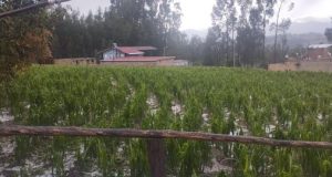 SAN MARCOS: GRANIZADA Y LLUVIA AFECTA CASAS Y CULTIVOS