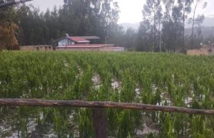 SAN MARCOS: GRANIZADA Y LLUVIA AFECTA CASAS Y CULTIVOS