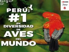 PERÚ SE POSICIONA EN EL PRIMER LUGAR DEL RANKING MUNDIAL DE DIVERSIDAD DE AVES