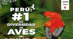PERÚ SE POSICIONA EN EL PRIMER LUGAR DEL RANKING MUNDIAL DE DIVERSIDAD DE AVES