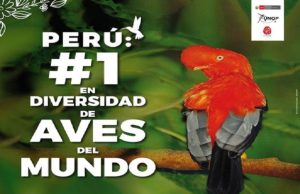 PERÚ SE POSICIONA EN EL PRIMER LUGAR DEL RANKING MUNDIAL DE DIVERSIDAD DE AVES