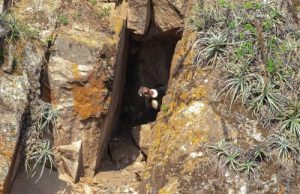 HALLAN POR PRIMERA VEZ NIDO DE CÓNDORES EN EL SUR DE AYACUCHO