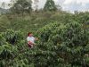 CAJAMARCA LIDERA INICIATIVAS DE CAFÉ SOSTENIBLE, CERO DEFORESTACIÓN Y CARBONO NEUTRO