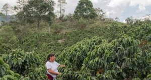 CAJAMARCA LIDERA INICIATIVAS DE CAFÉ SOSTENIBLE, CERO DEFORESTACIÓN Y CARBONO NEUTRO