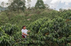 CAJAMARCA LIDERA INICIATIVAS DE CAFÉ SOSTENIBLE, CERO DEFORESTACIÓN Y CARBONO NEUTRO