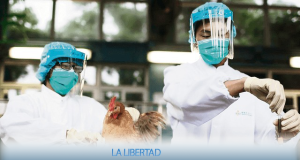 LA LIBERTAD: SACRIFICAN 23.000 AVES POR BROTE DE GRIPE EN GRANJA