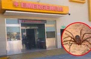 MUJER FALLECE TRAS MORDEDURA DE ARAÑA EN SU CASA EN AREQUIPA: ES EL PRIMER CASO REPORTADO EN 2024