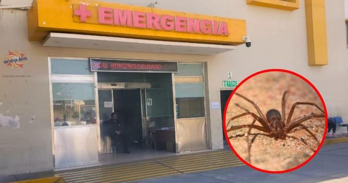 MUJER FALLECE TRAS MORDEDURA DE ARAÑA EN SU CASA EN AREQUIPA: ES EL PRIMER CASO REPORTADO EN 2024