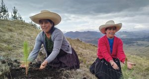 INSTALACIÓN DE 5,300 HECTÁREAS DE PLANTACIONES FORESTALES QUE BENEFICIARÁ A 7,000 FAMILIAS