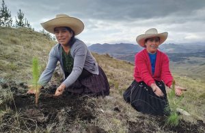INSTALACIÓN DE 5,300 HECTÁREAS DE PLANTACIONES FORESTALES QUE BENEFICIARÁ A 7,000 FAMILIAS