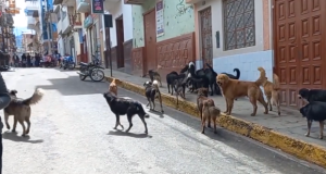 MADRE DE FAMILIA DENUNCIA ATAQUE DE PERROS CALLEJEROS A LA SALIDA DE INSTITUCION EDUCATIVA EN CHOTA