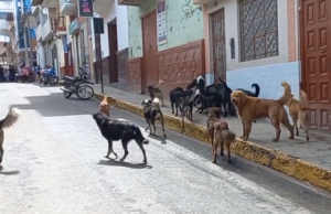 MADRE DE FAMILIA DENUNCIA ATAQUE DE PERROS CALLEJEROS A LA SALIDA DE INSTITUCION EDUCATIVA EN CHOTA