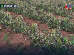 CHOTA: AGRICULTORES DE QUEROCOTO RECIBIRAN APOYO